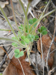 Oxalis fibrosa