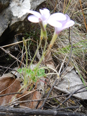 Oxalis fibrosa