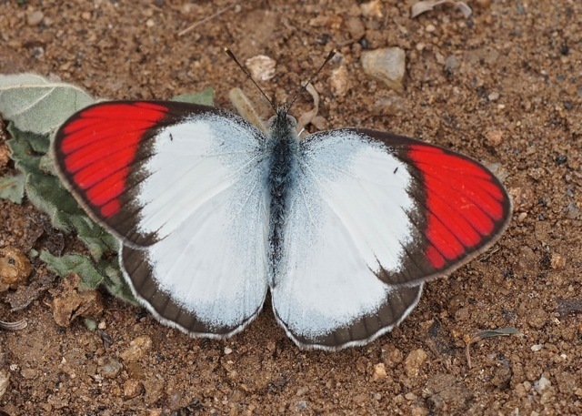 Banded Scarlet Tip