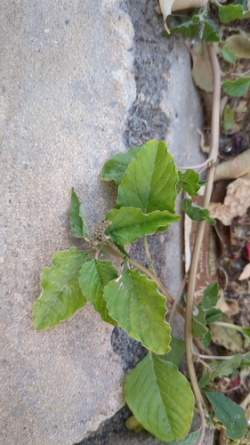 Amaranthus blitum image