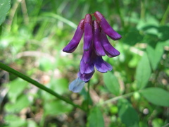 Vicia venosa baicalensis