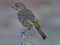 Crithagra albogularis