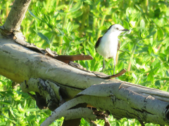 Fluvicola albiventer