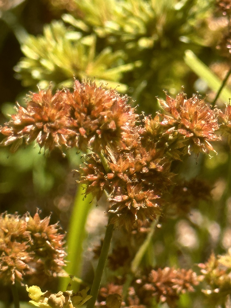 Irisleaf rush from tilden nature area orinda ca us on august 1 2023