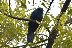 Eudynamys scolopaceus