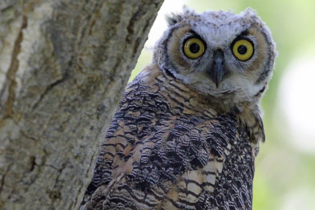 Great Horned Owl From Newell County No 4 AB T0J Canada On July 22   Large 