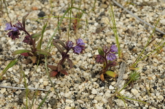 Phacelia quickii