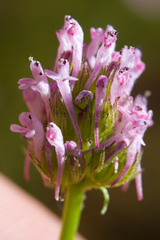 Plectritis ciliosa