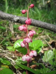 Pyrola asarifolia incarnata