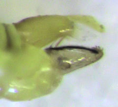 Cryptoneossa triangula