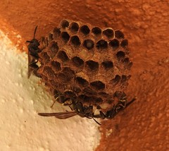 Mischocyttarus pallidipectus