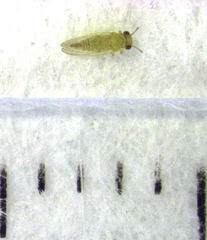 Cryptoneossa triangula