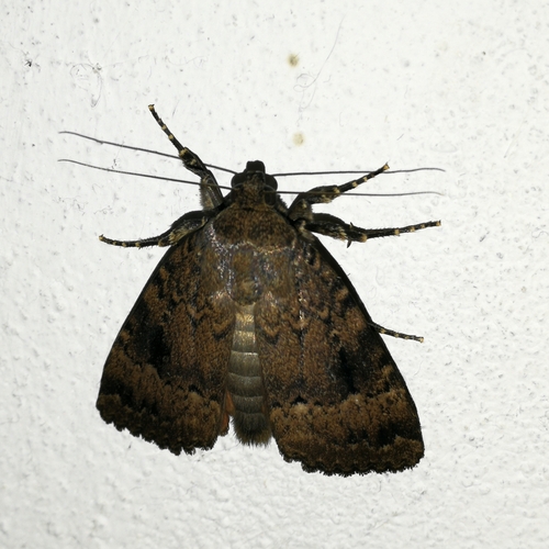 blyšťavka orechová (Amphipyra pyramidea)