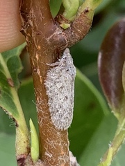 Flatoidinus punctatus