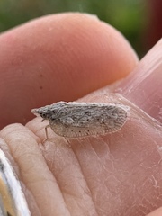 Flatoidinus punctatus
