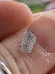 Flatoidinus punctatus