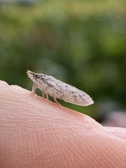 Flatoidinus punctatus