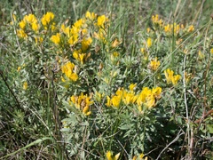 Chamaecytisus austriacus