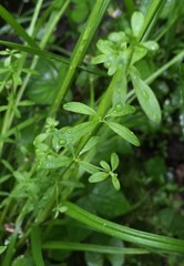 Galium obtusum