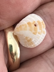 Chione elevata