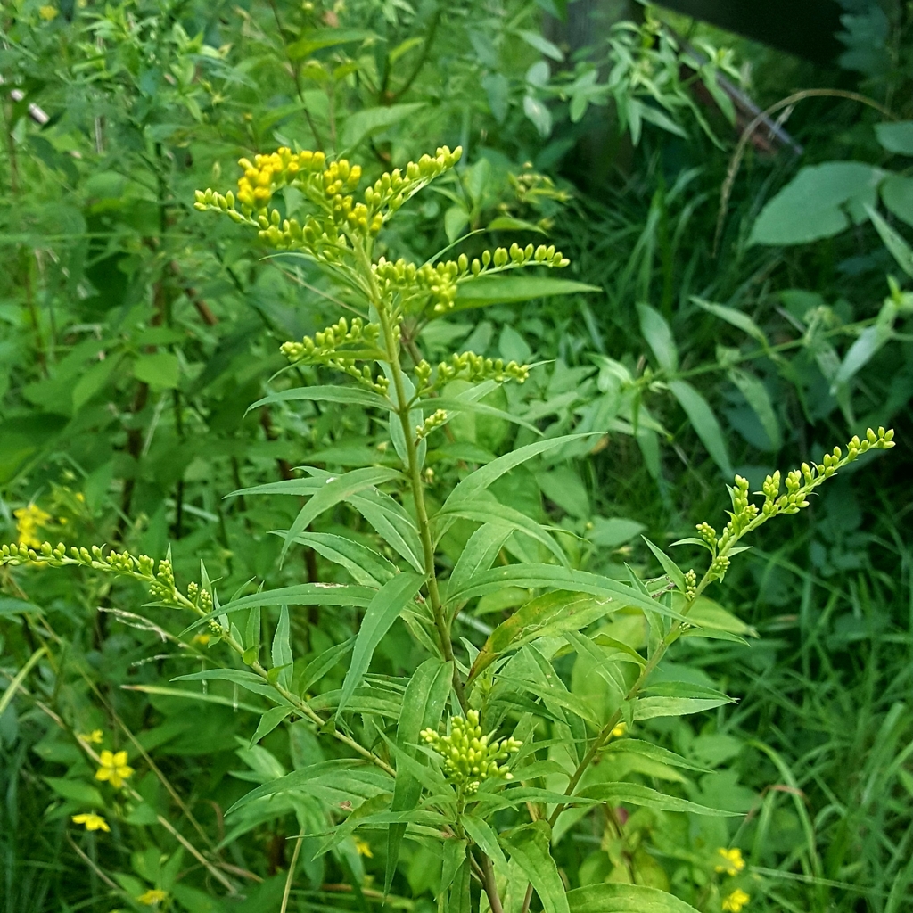 Canada Goldenrod From Bardonia NY USA On August 1 2023 At 04 14 PM   Large 