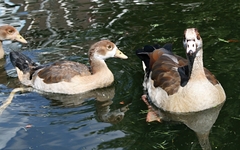 Alopochen aegyptiaca