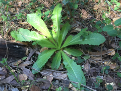 Lactuca virosa