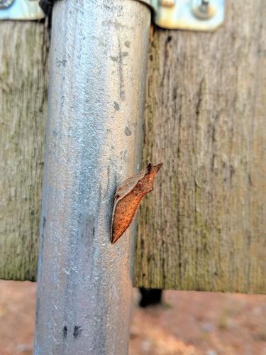Spicebush Swallowtail, photo 7 of 8