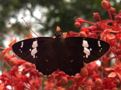 Celaenorrhinus fusca