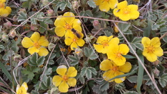 Potentilla acaulis