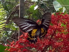 Troides minos