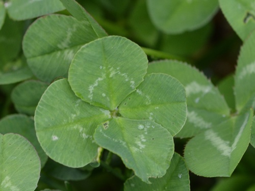 Baltasis dobilas nuotrauka