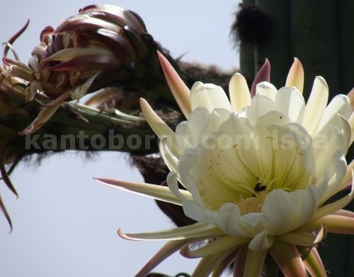Trichocereus image