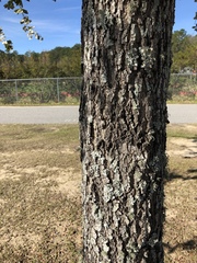 Diospyros virginiana
