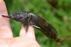 Siberian Sculpin photo 1