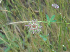 Trifolium ciliolatum