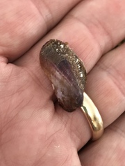Modiolus americanus