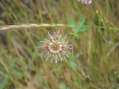 Trifolium ciliolatum