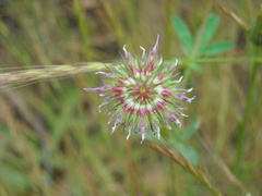 Trifolium ciliolatum
