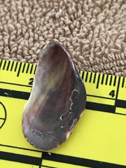 Modiolus americanus