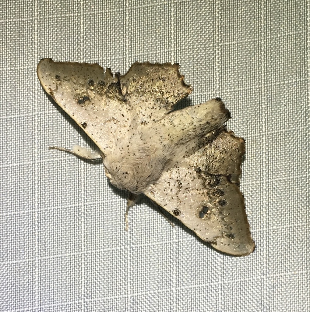 Mimallo grisea