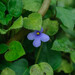 Streptocarpus ionanthus grotei - Photo (c) Nicolas Schwab, some rights reserved (CC BY-NC), uploaded by Nicolas Schwab