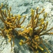 Scattered Pore Rope Sponge - Photo (c) Allison, some rights reserved (CC BY-NC), uploaded by Allison