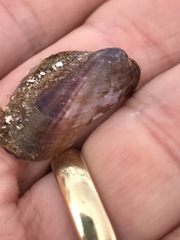 Modiolus americanus