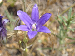 Brodiaea terrestris kernensis