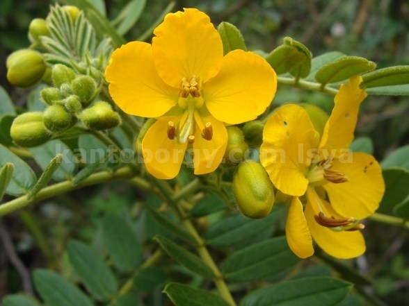 Senna multiglandulosa image