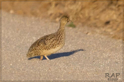Darwin's Nothura (Nothura darwinii), photo 4