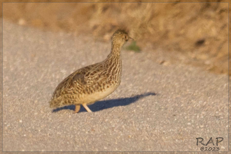 Darwin's Nothura (Nothura darwinii), photo 4