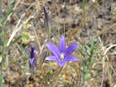Brodiaea terrestris kernensis