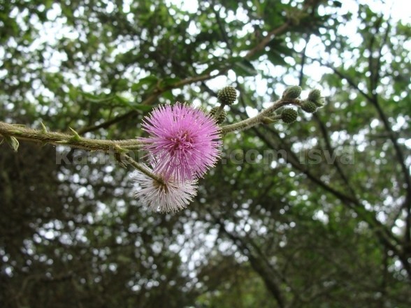 Mimosa image